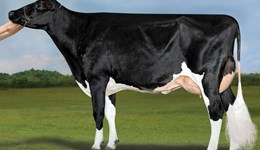New genomic number one leads a ranking of high-health young sires